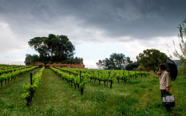 Entorno del viñedo de Celler Pardas