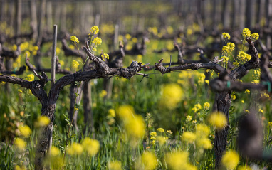 Tenuta Luce