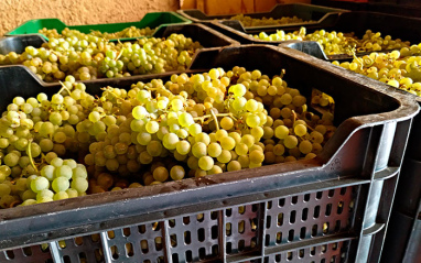 Uvas de Treixadura cosechadas en Ribeiro