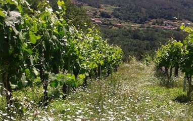 Cubierta vegetal del viñedo