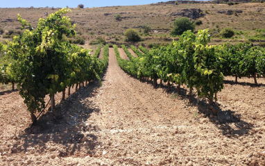 Pago El Almendro