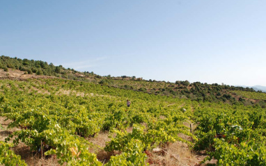 Viñedo de Bodegas Prieto Pariente