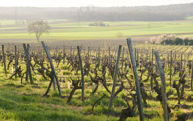 Clos Rougeard