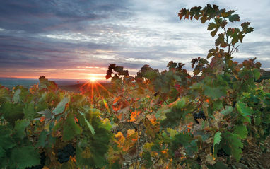 Finca Montalvillo