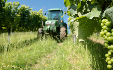 Laboreo con tractor en el viñedo