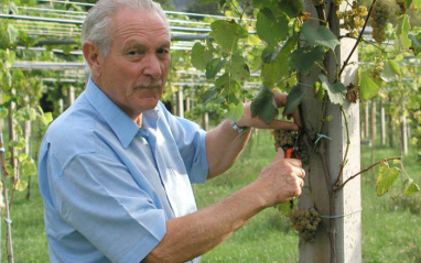 Guillermo Hermo en la viña