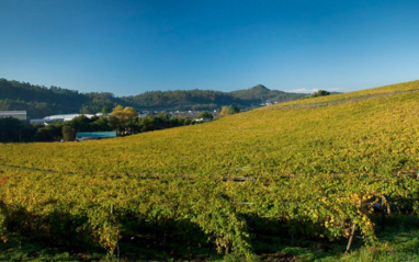 La viña de Pazo de Rubianes