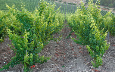 Serra Ferdinandea