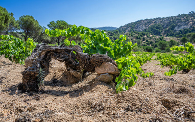Cepa vieja de Garnacha. 