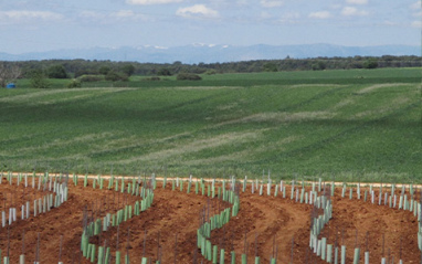 Viñedo