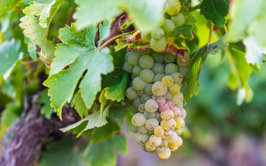 Clos des Aumônes