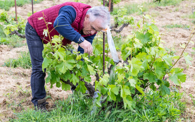 Manuel Astasio, CEO de Bodegas MAM