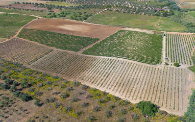 Vista aérea del viñedo