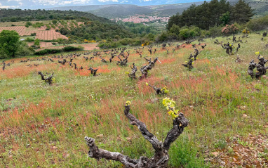 Viñedos viejos en el entorno de la ribera del Arlanza