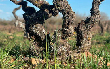 Cepa vieja situada en la región de Arlanza