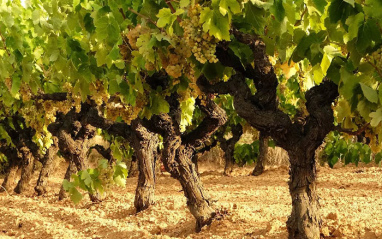 Imagen de unas uvas blancas a punto de ser vendimiadas