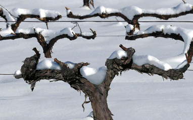 Viña en enero