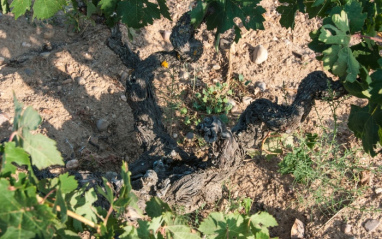 Detalle de una cepa vieja en el viñedo de Galia Soriana