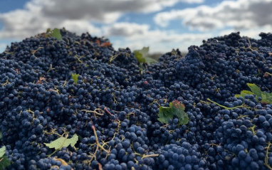 Montones de uva tinta de el viñedo Alba en Ribera