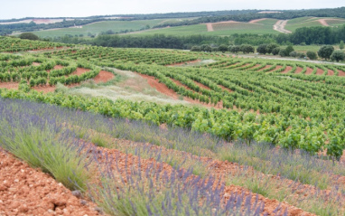 Viñedo de Dominio d'Echauz