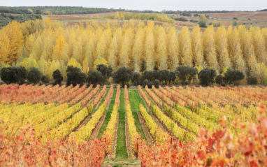 Paisaje del Viñedo de Dominio d'Echauz