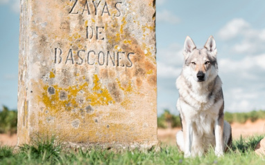 Perro en el viñedo de Dominio d'Echauz