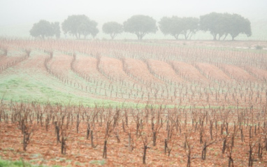 Viñedo de Dominio d'Echauz con neblina