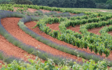 Detalle del viñedo Dominio d'Echauz