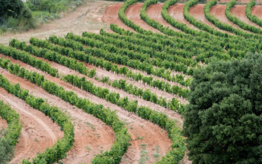 Detalle del viñedo Dominio d'Echauz
