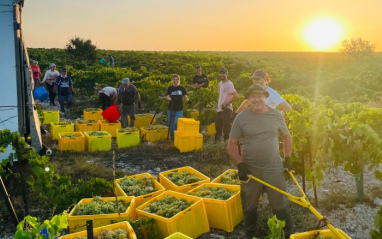 Personal de la bodega Muchada-Léclapart recolectando uvas durante la vendimia