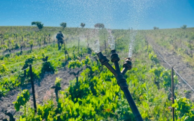 Boquilla de riego de agua en el viñedo de Muchada-Léclapart