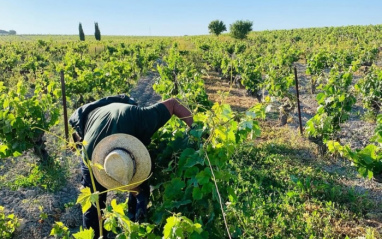 Agricultor trabajando en los viñedos de Muchada-Léclapart