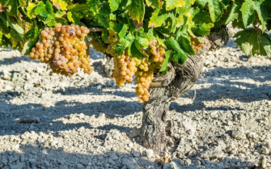 Detalle de las uvas en el viñedo Sara SotoManrique Mahína